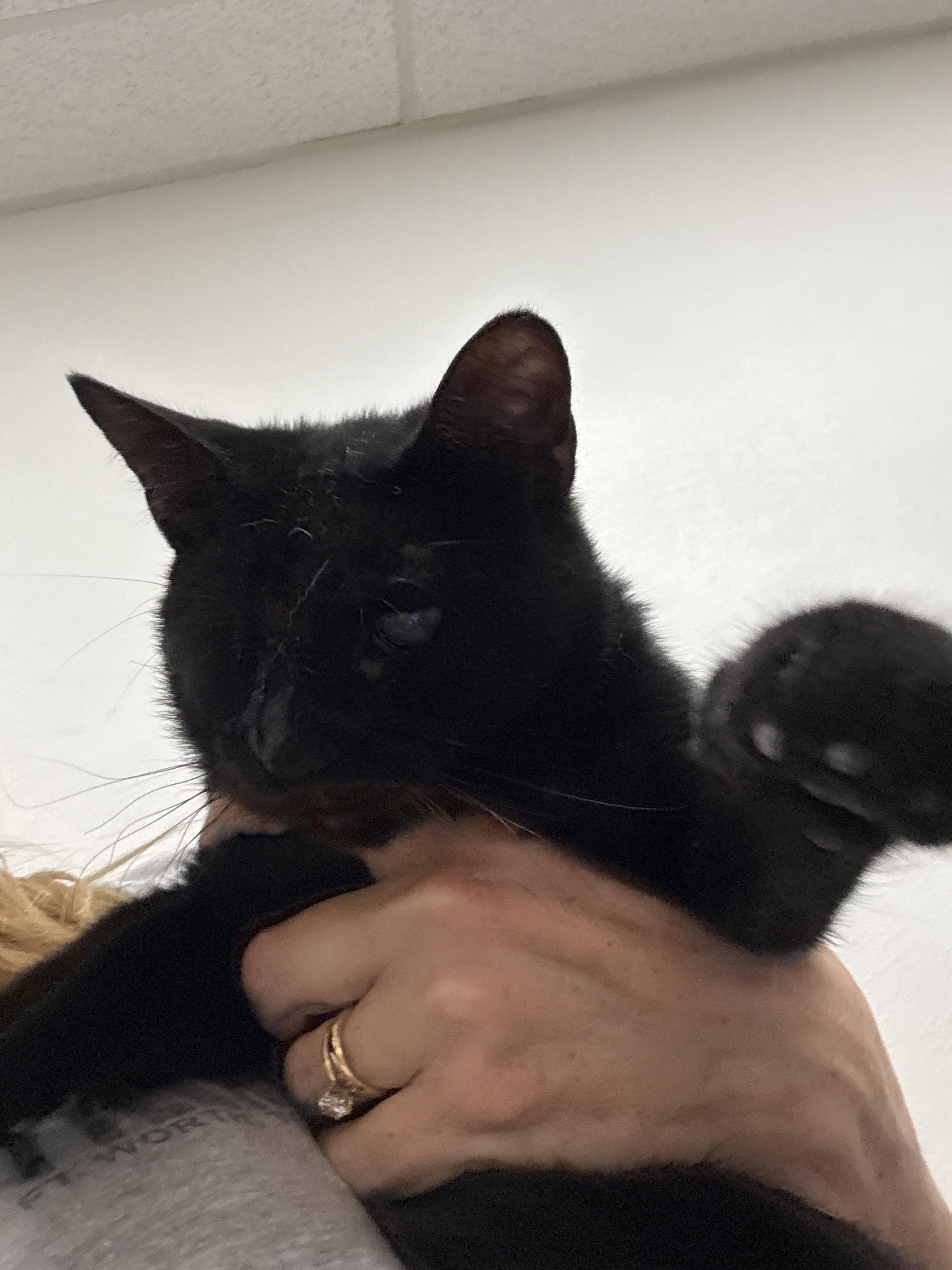 Wonka, Adoptable, Kitten Male Domestic Short Hair.