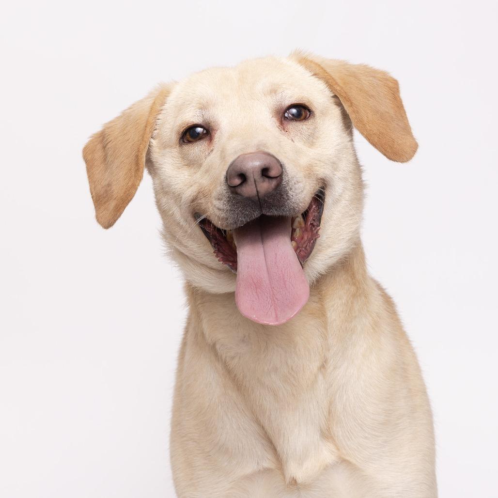 Mace, Adoptable, Adult Male Yellow Labrador Retriever.
