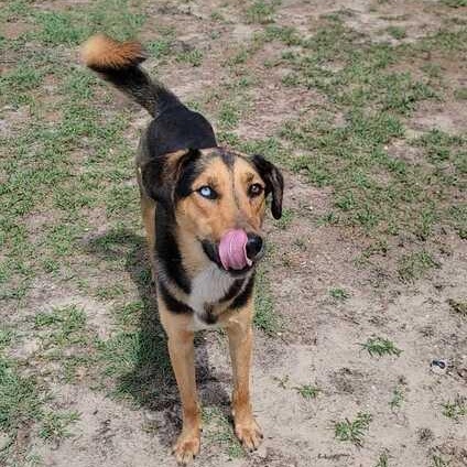 O' Fetch, ADOPTABLE, Young Male German Shepherd Dog & Husky.