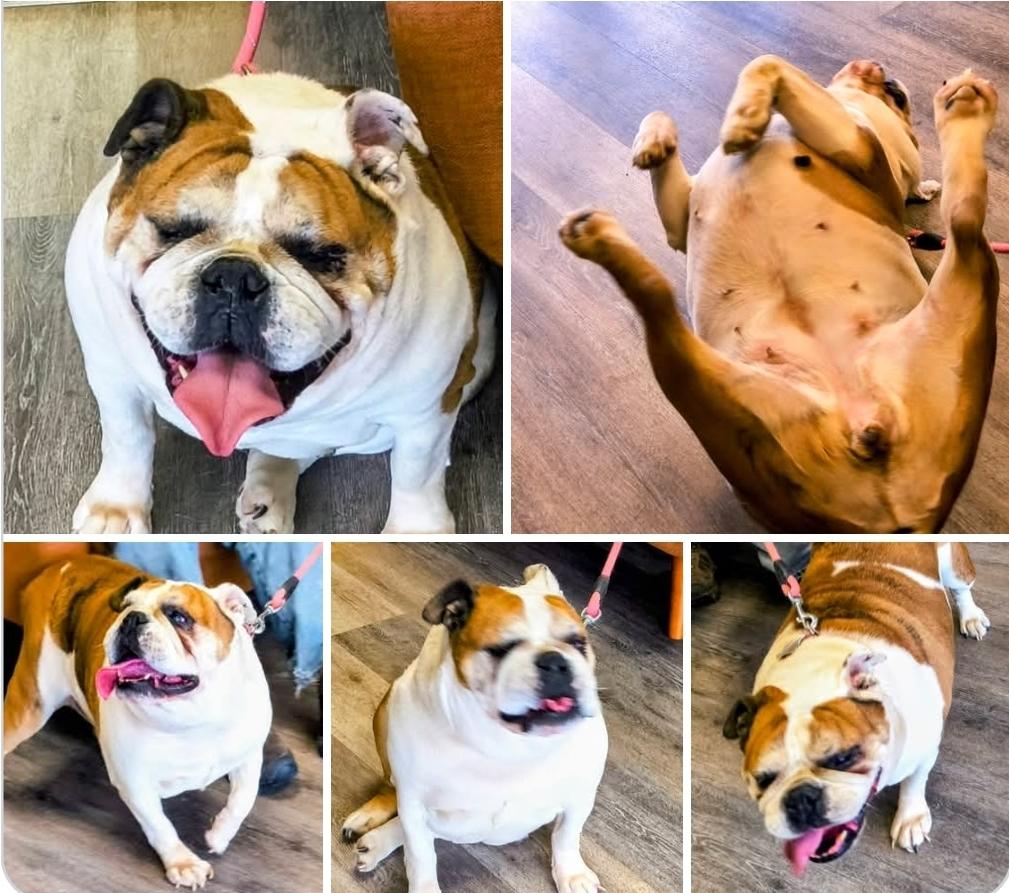Enlarge English Bulldog female, an adopted English Bulldog in Woodsfield, OH image 1/1