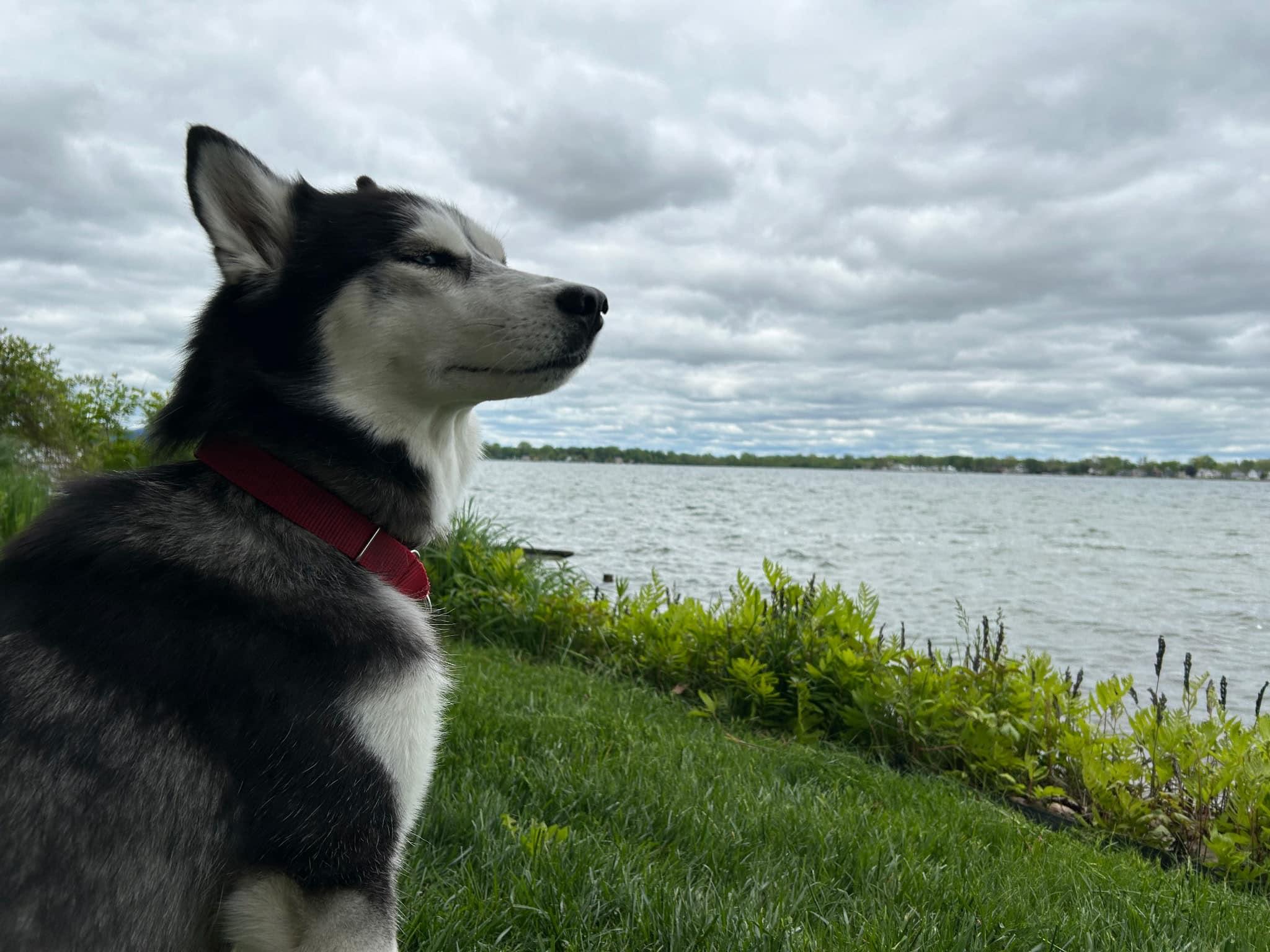 Trinity, Adopted, Adult Female Husky.