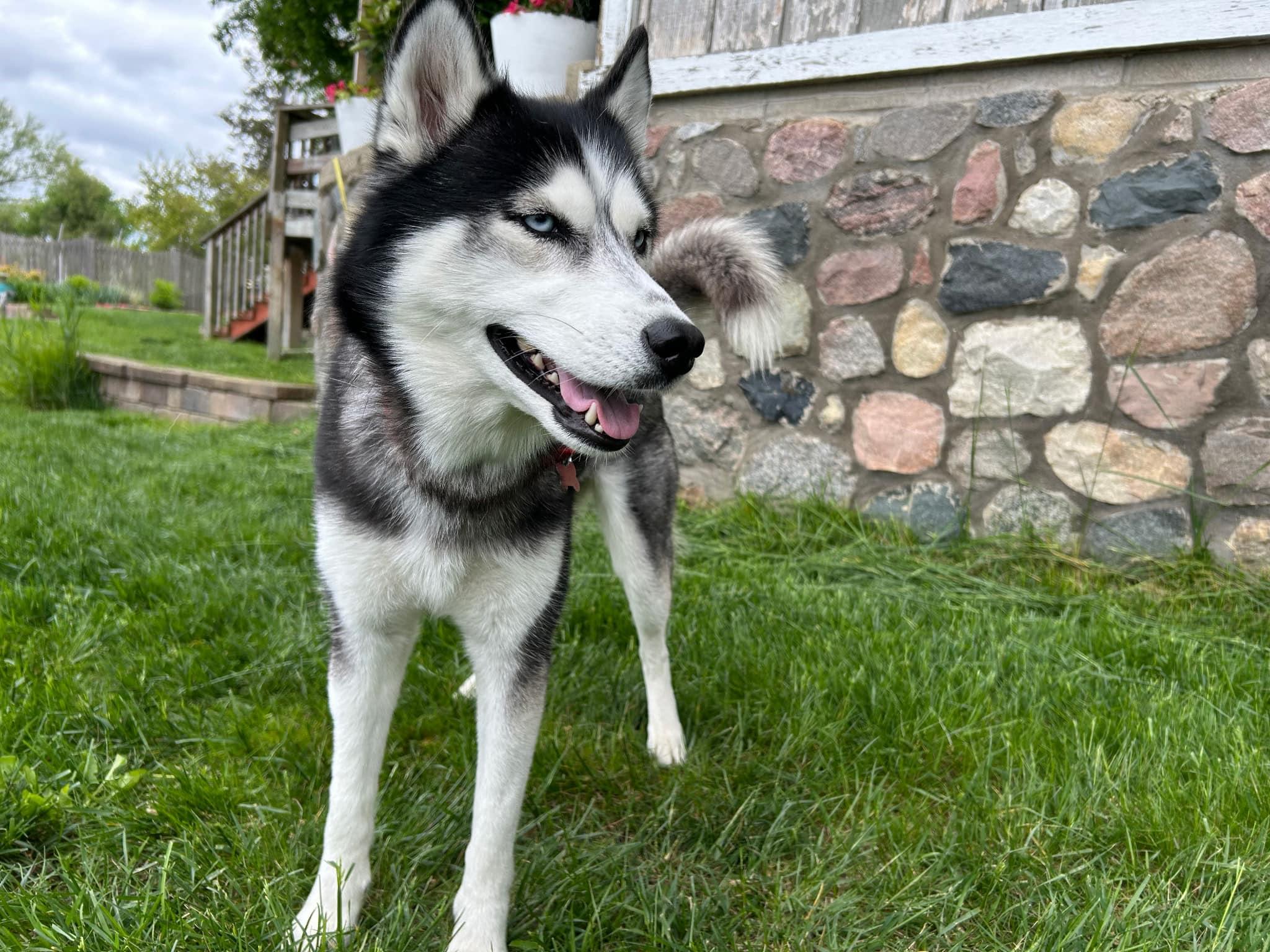Trinity, a Adopted Husky in Northville, MI image 2/6