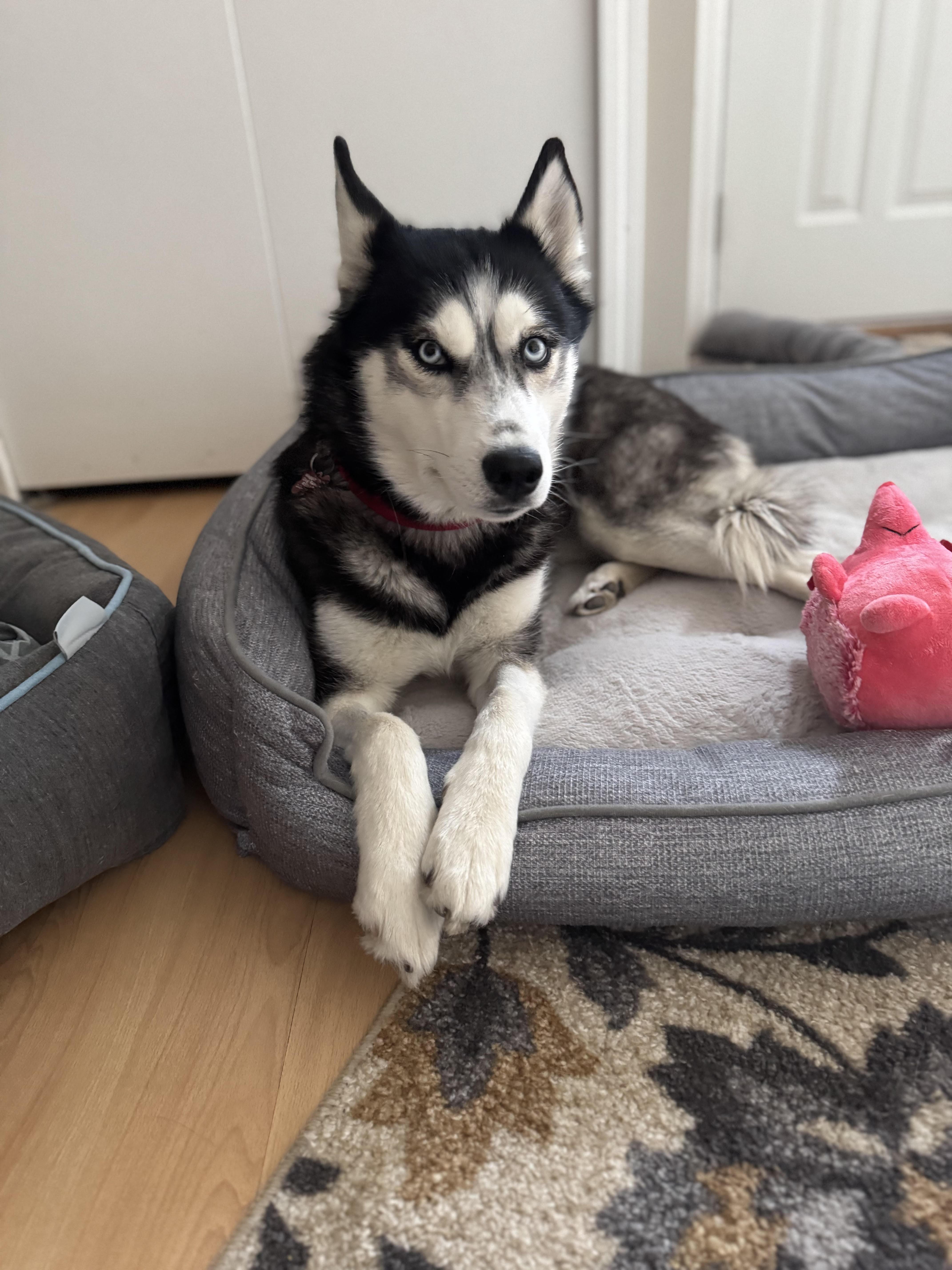 Trinity, a Adopted Husky in Northville, MI image 5/6