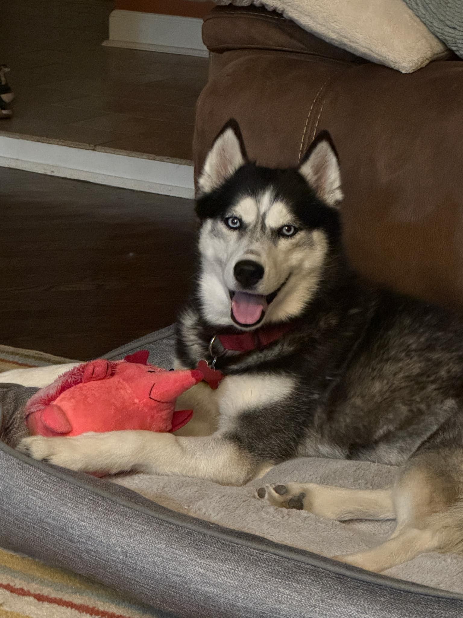 Trinity, a Adopted Husky in Northville, MI image 6/6