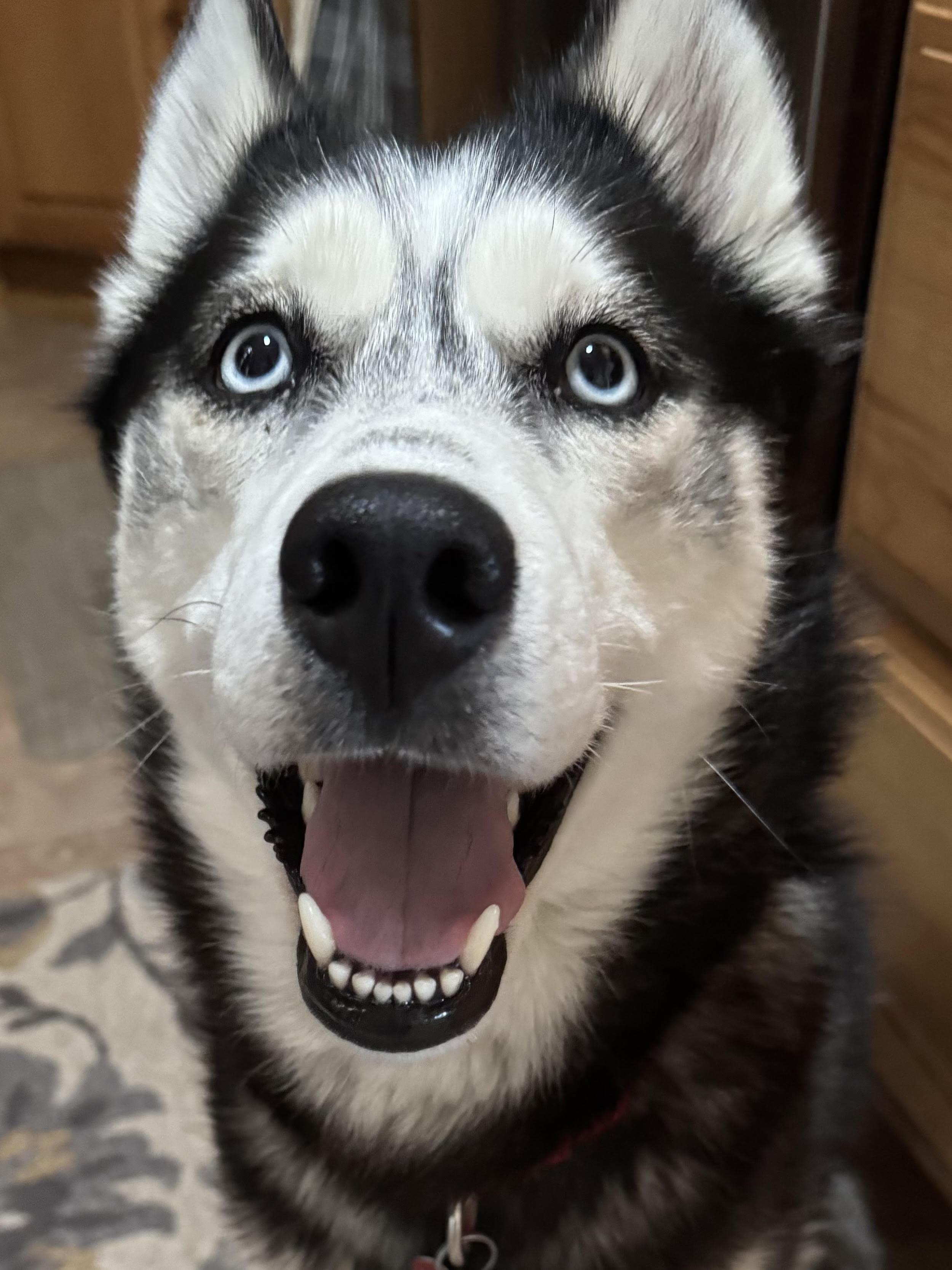 Trinity, a Adopted Husky in Northville, MI image 3/6