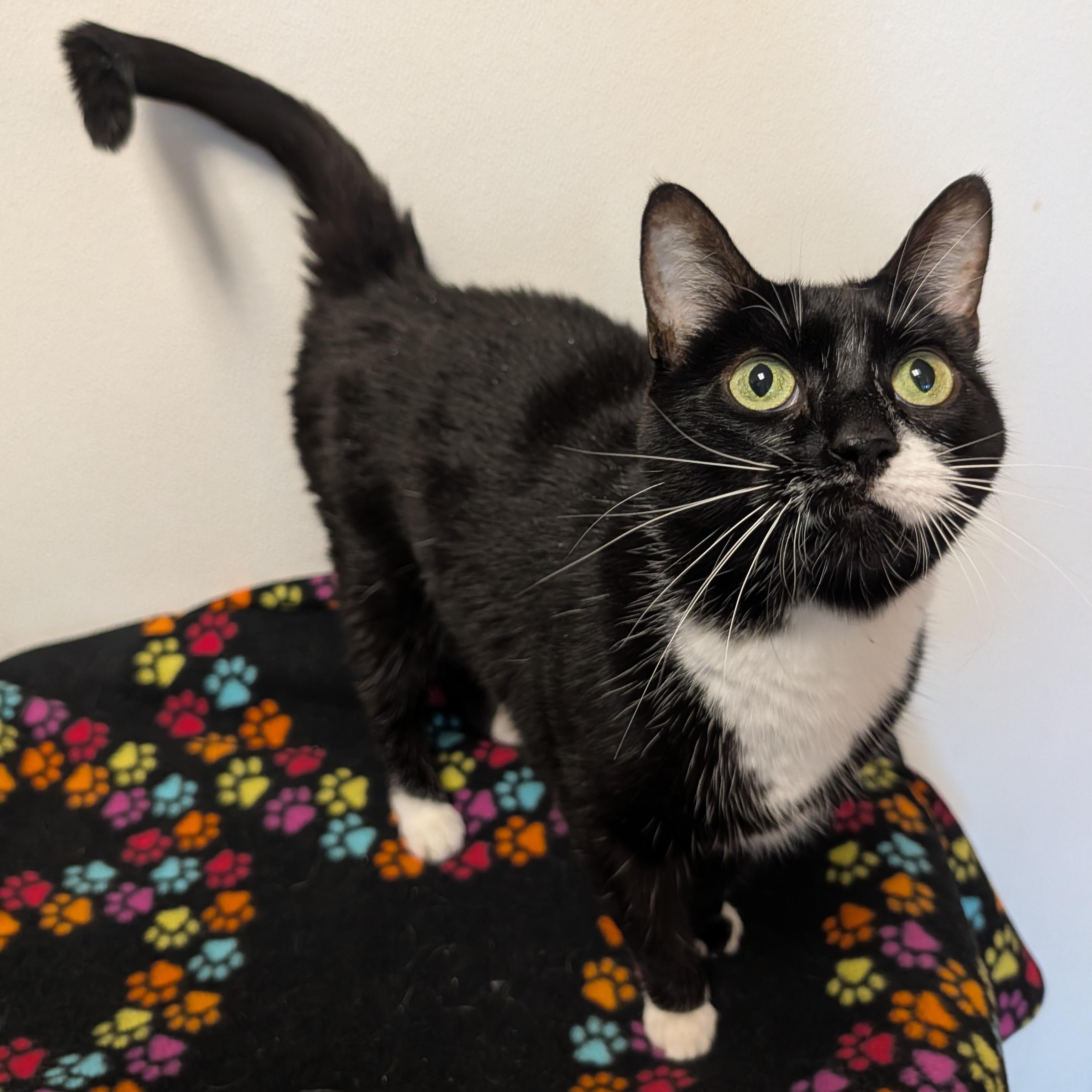 Enlarge Astonia, a Adoptable Domestic Short Hair in Rochester, MN image 1/1