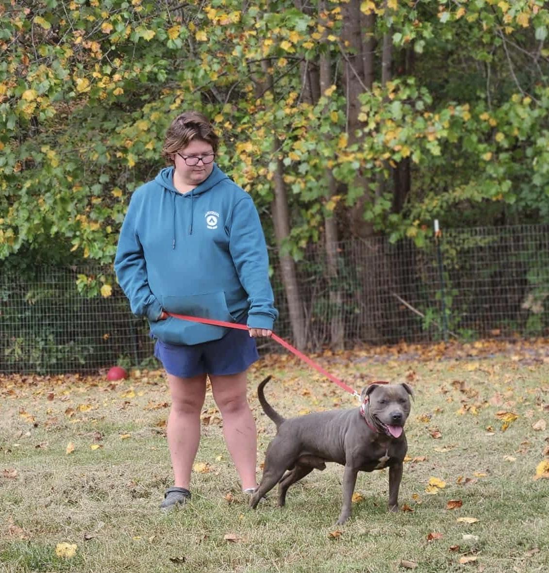 Greyson, a Adopted American Staffordshire Terrier in Ridgeville, SC image 1/5