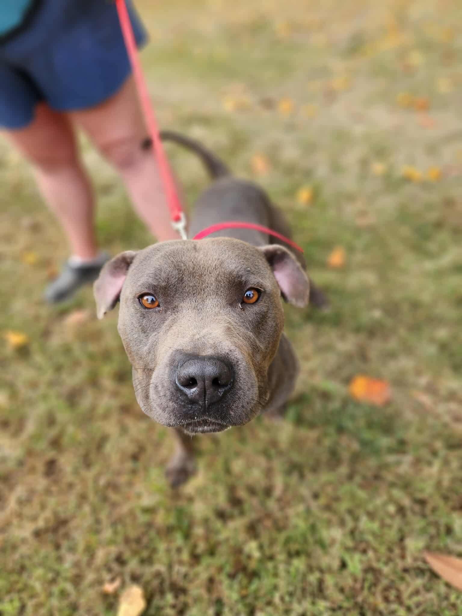 Greyson, a Adopted American Staffordshire Terrier in Ridgeville, SC image 2/5