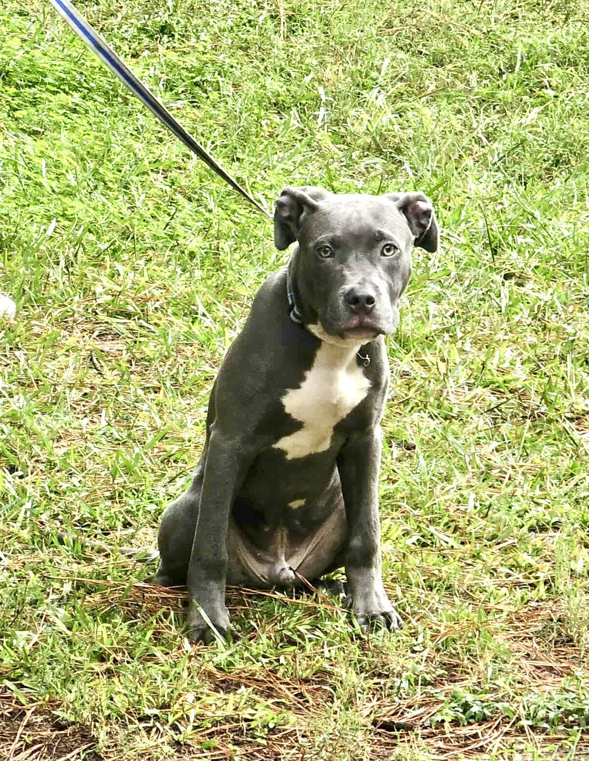 Greyson, a Adopted American Staffordshire Terrier in Ridgeville, SC image 4/5