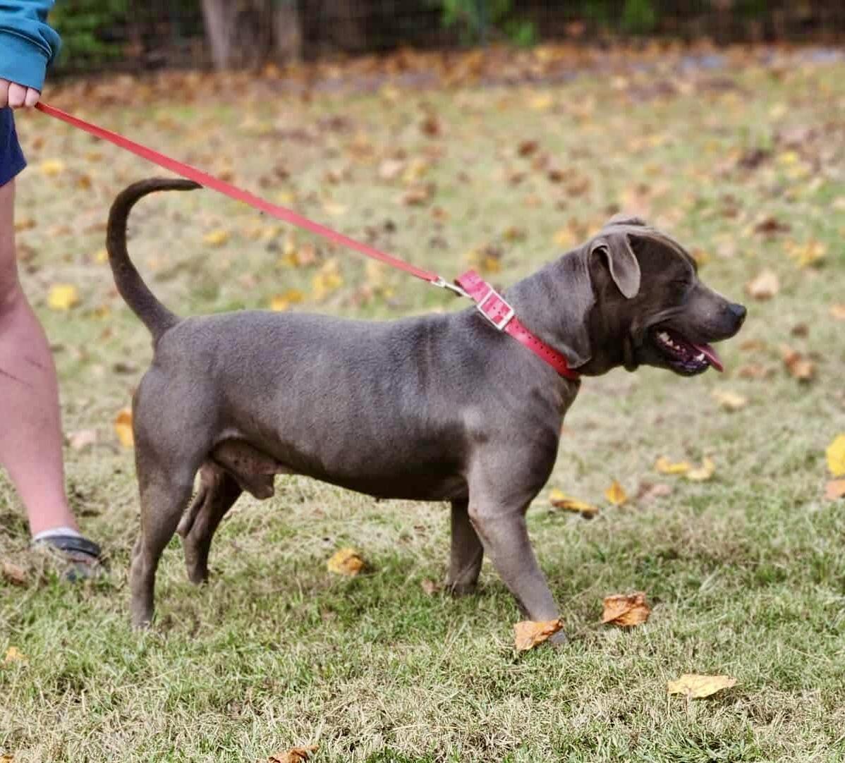 Greyson, a Adopted American Staffordshire Terrier in Ridgeville, SC image 5/5