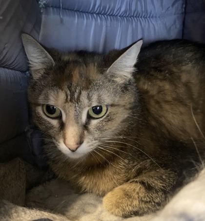 Artemis, ADOPTABLE, Adult Female Torbie.
