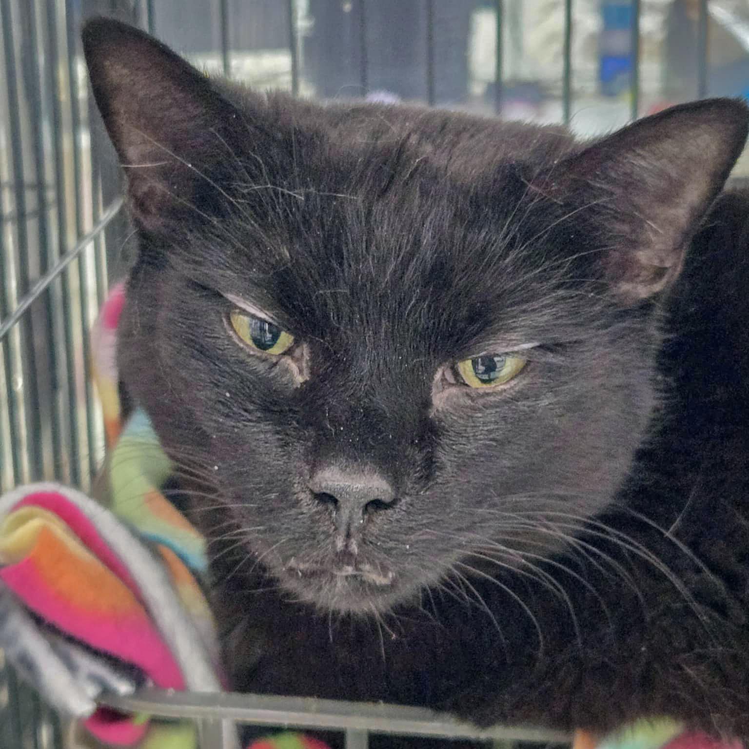 Mercy, Adult Male unknown