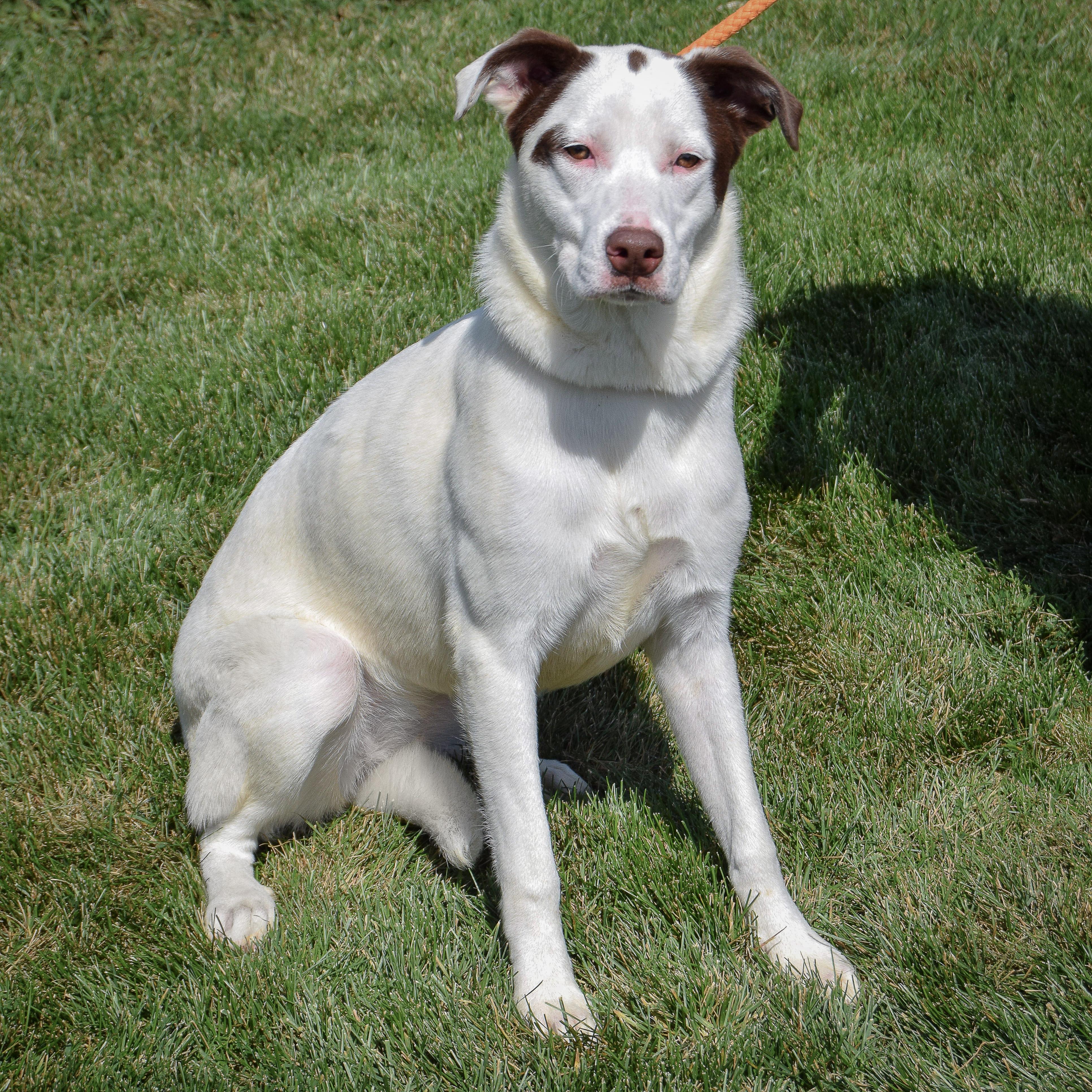 Cayenne
