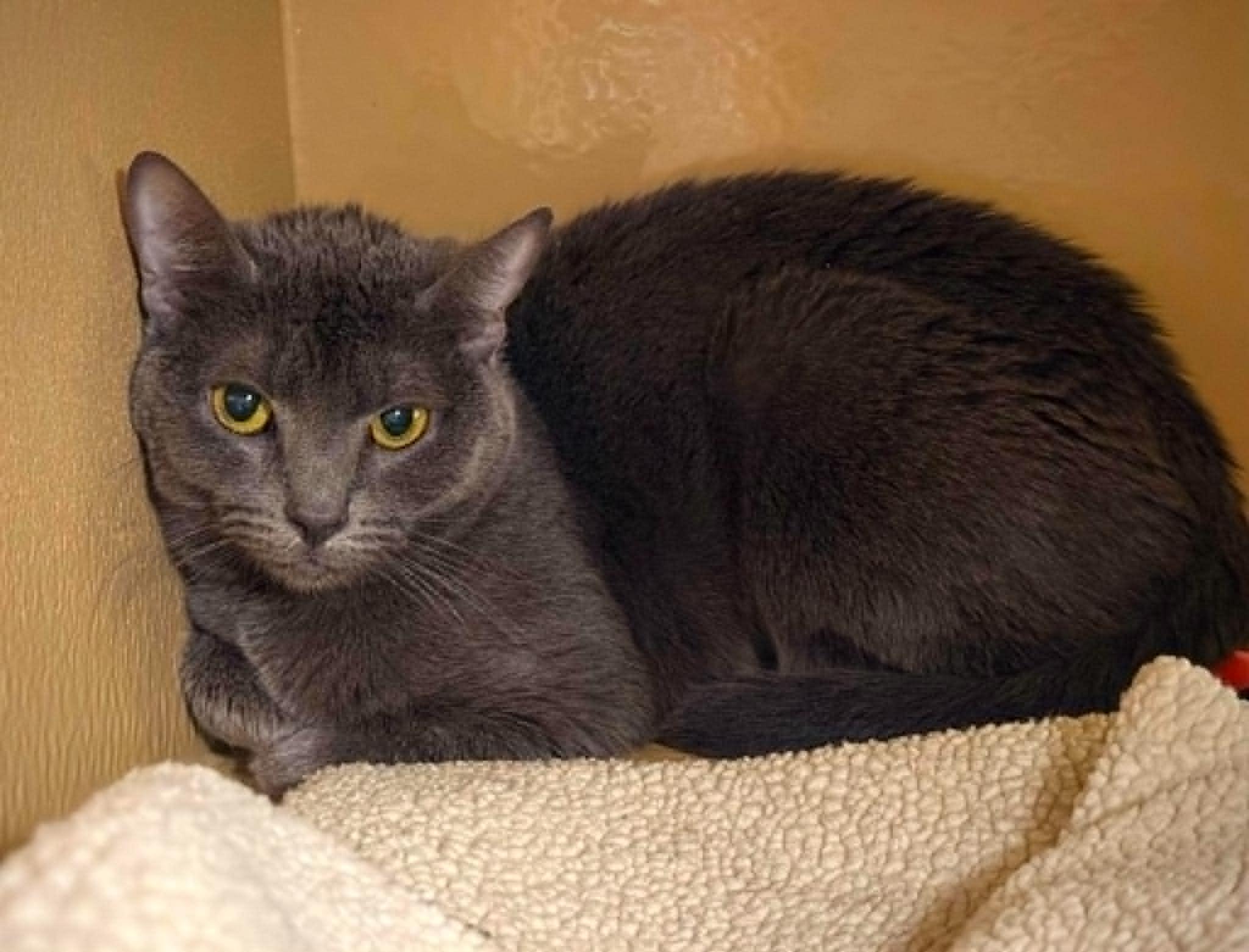 Peanut 2, ADOPTABLE, Kitten Female Domestic Short Hair.
