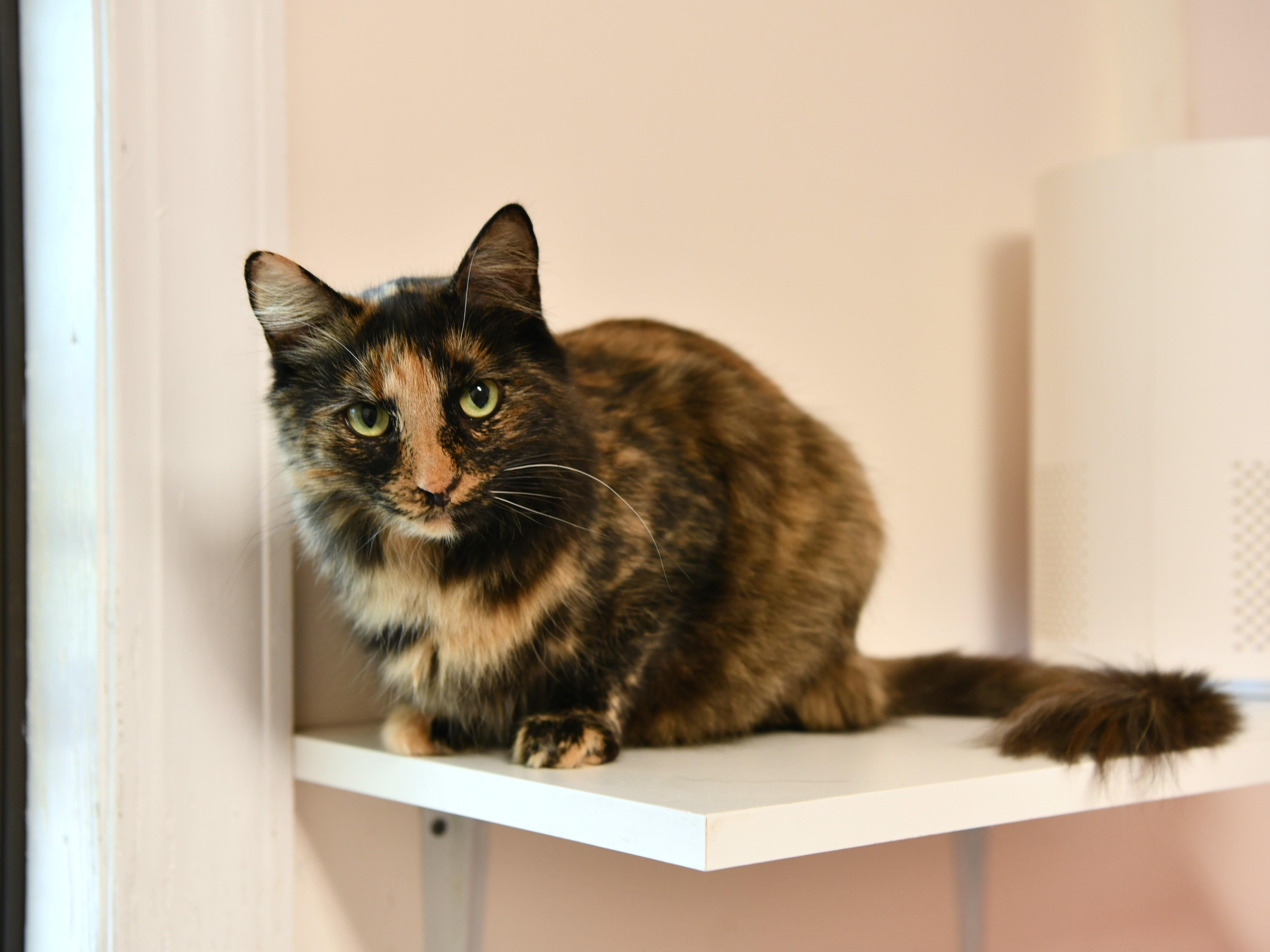 Tuba, Adoptable, Young Female Domestic Short Hair.