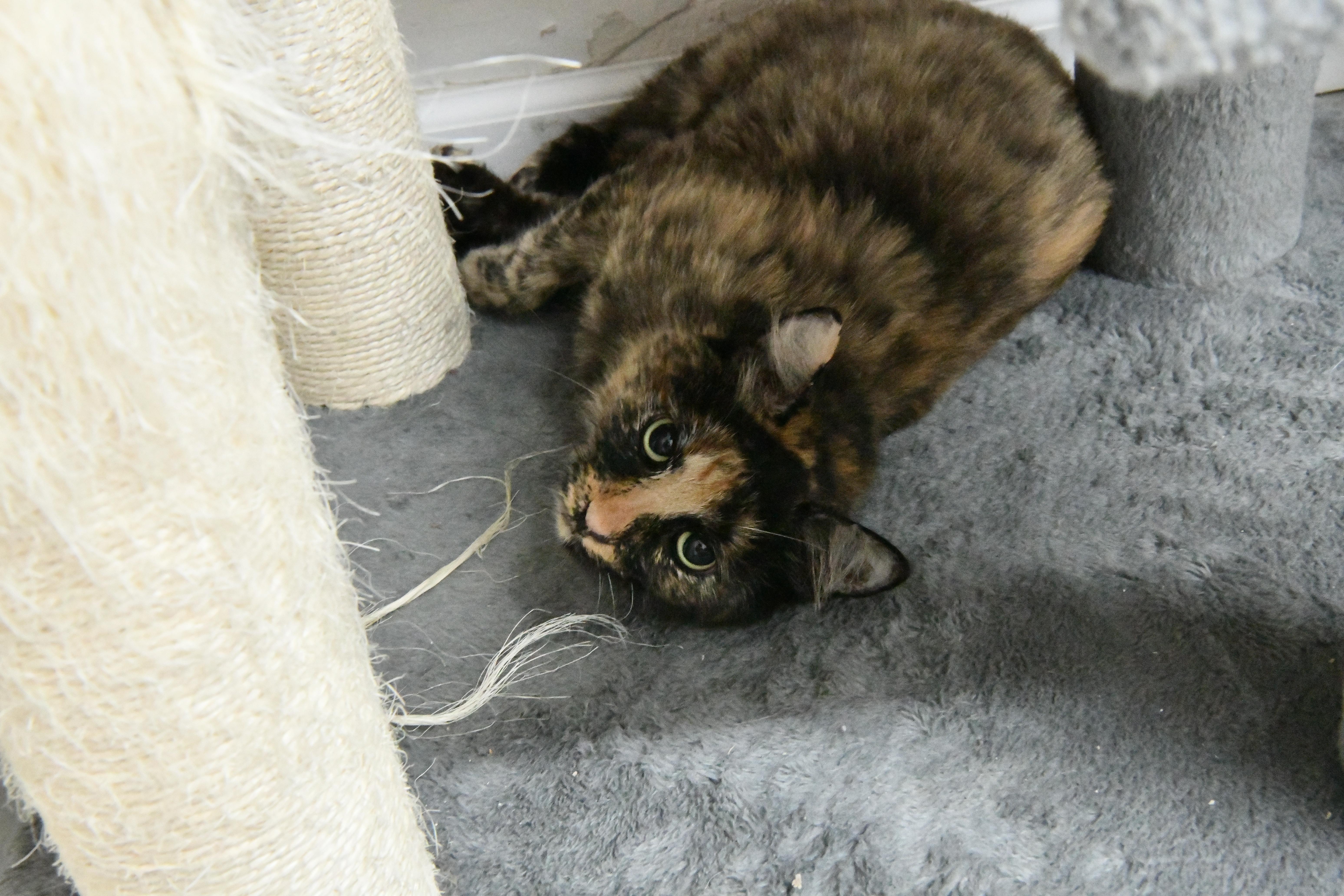 Tuba, a ADOPTABLE Domestic Short Hair in Fairhope, AL image 4/4