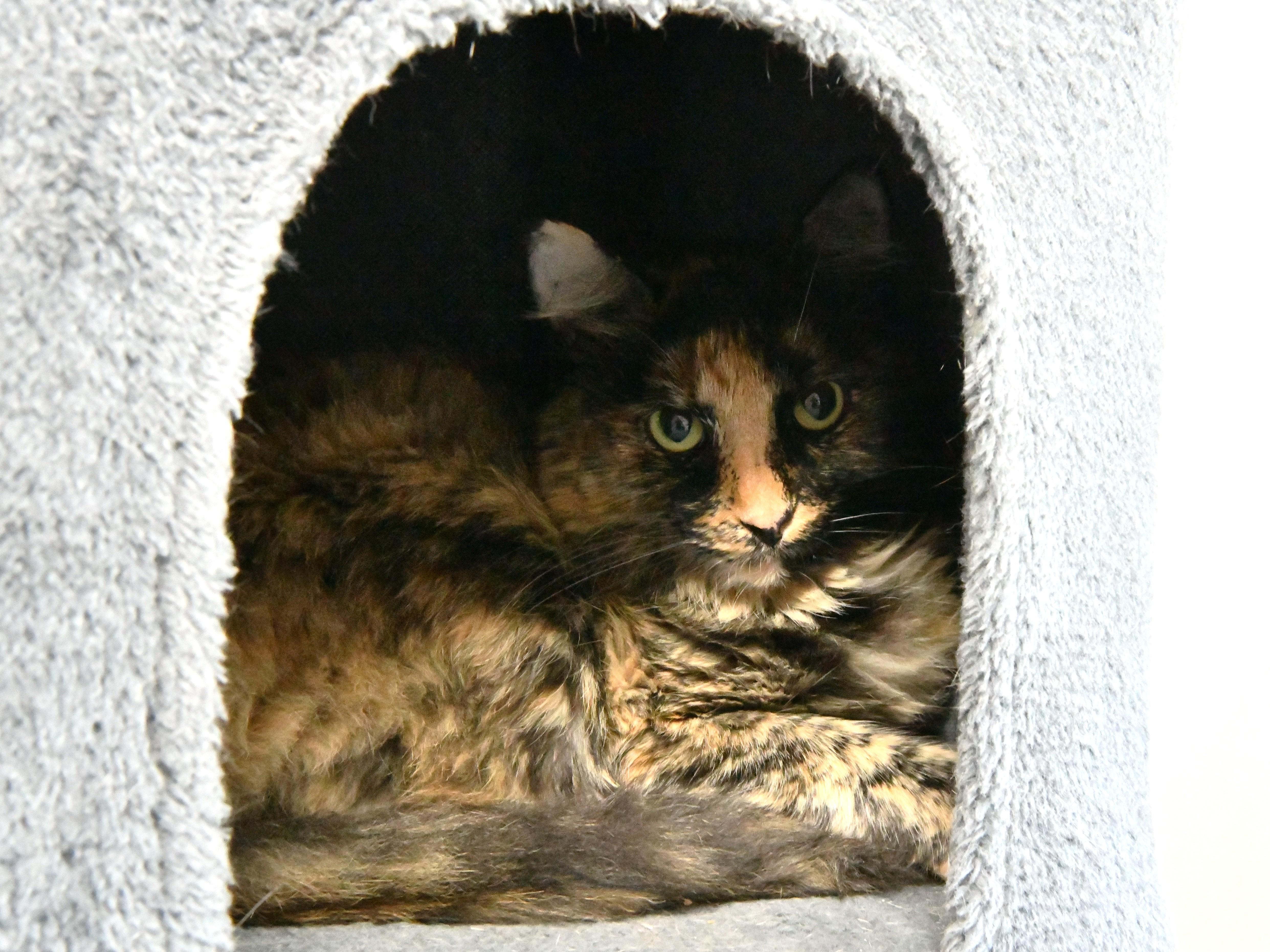 Tuba, a ADOPTABLE Domestic Short Hair in Fairhope, AL image 2/4