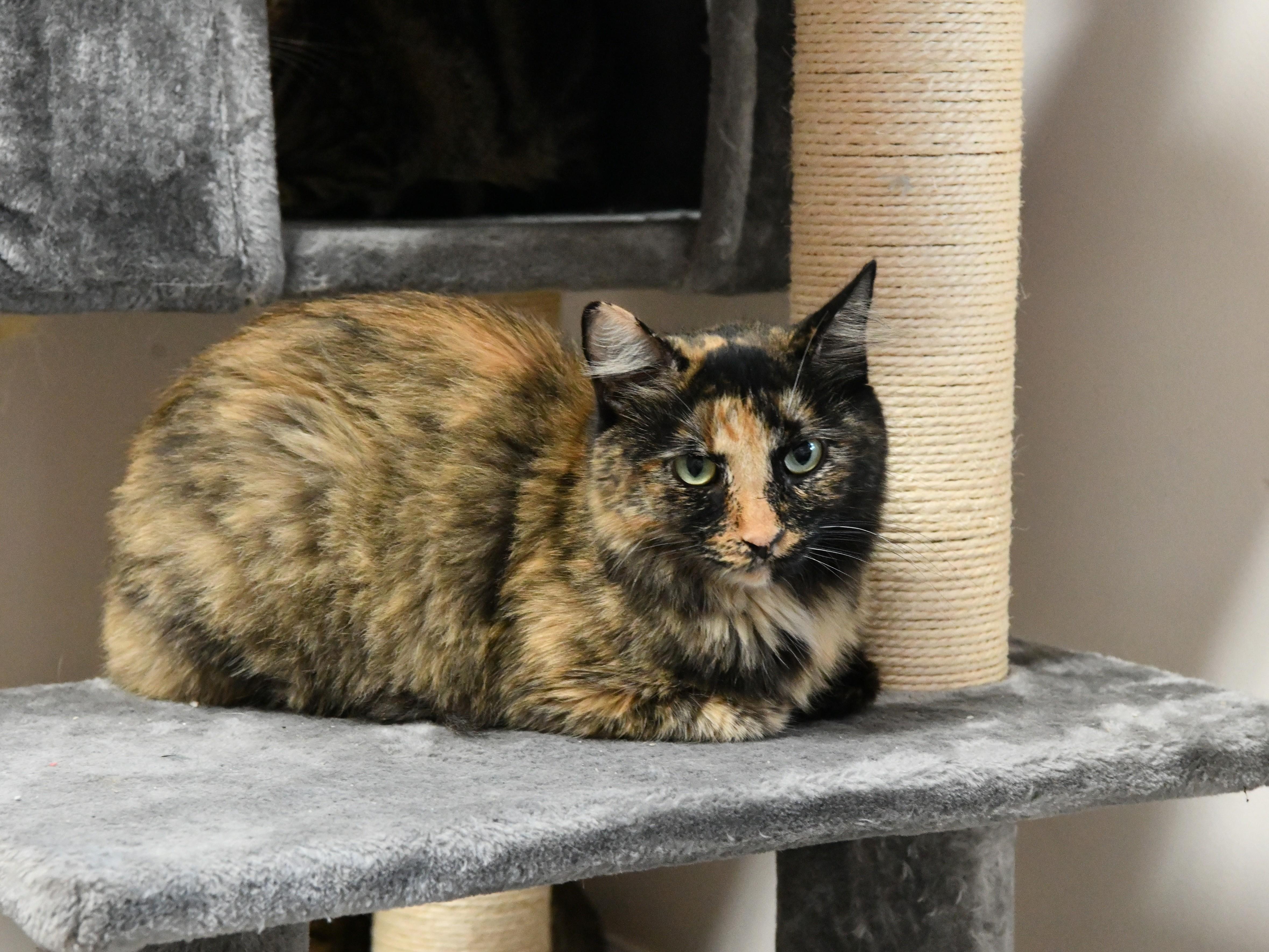 Tuba, a ADOPTABLE Domestic Short Hair in Fairhope, AL image 1/4