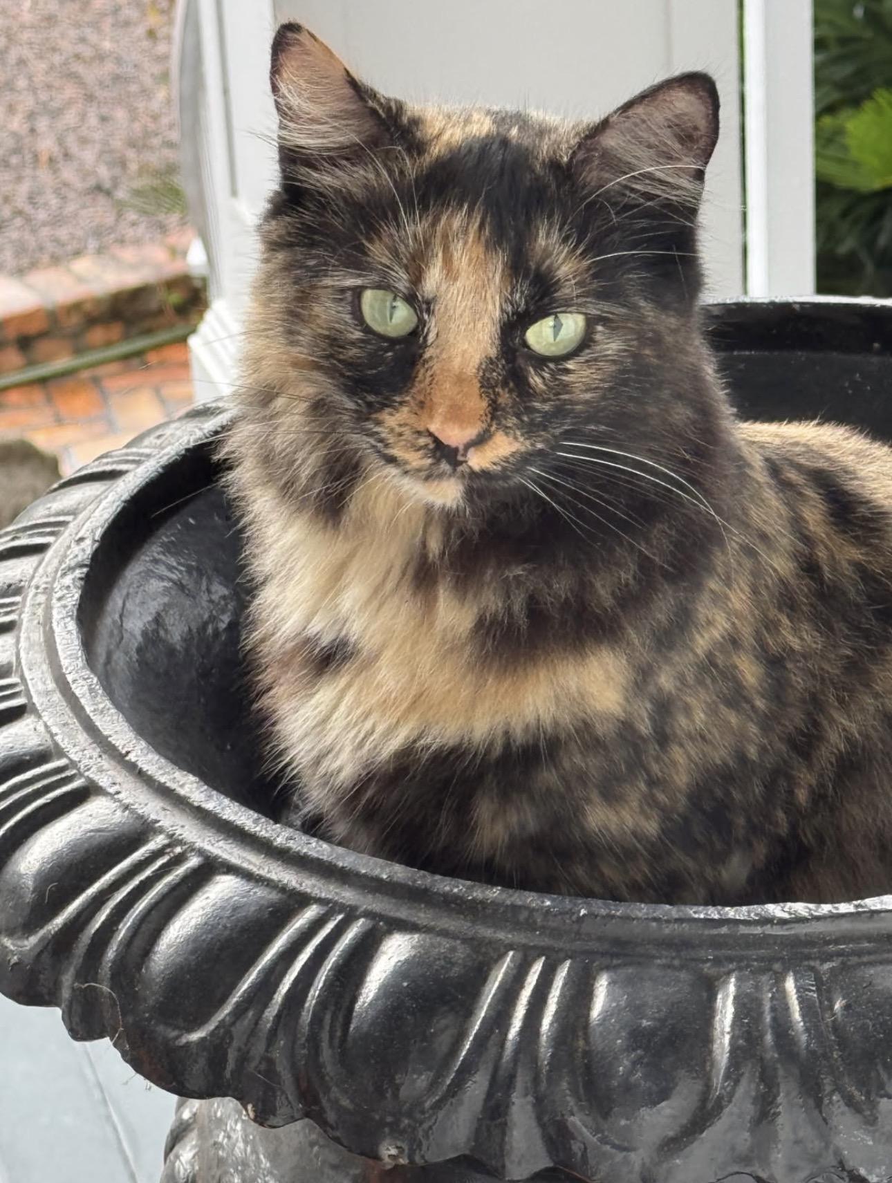 Tuba, a ADOPTABLE Domestic Short Hair in Fairhope, AL image 3/4