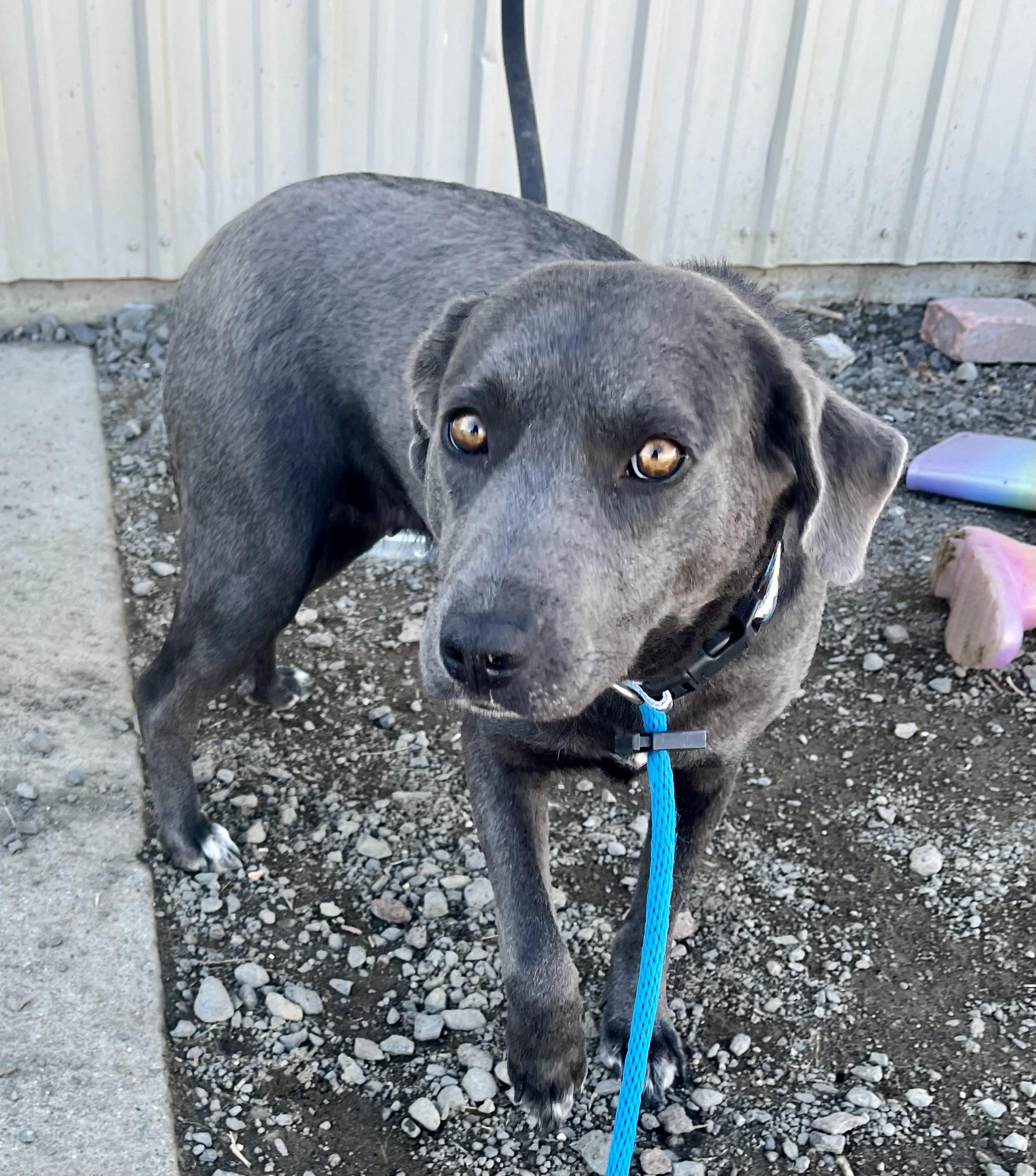 Opal, Adopted, Adult Female Blue Lacy.