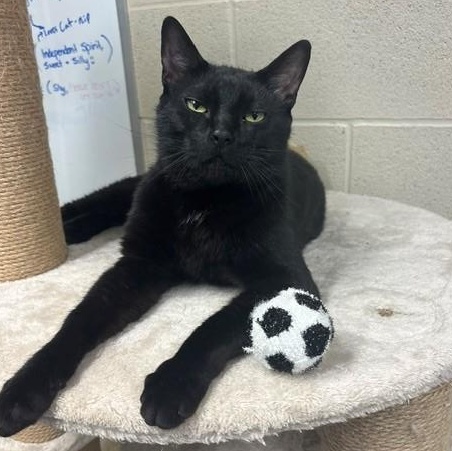 Mr. Peanut, a ADOPTABLE Domestic Short Hair in Caledon, ON image 3/6