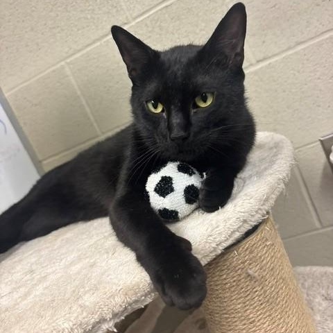 Mr. Peanut, ADOPTABLE, Adult Male Domestic Short Hair.
