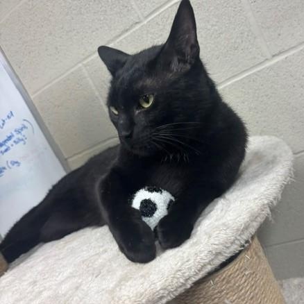 Mr. Peanut, a ADOPTABLE Domestic Short Hair in Caledon, ON image 4/6