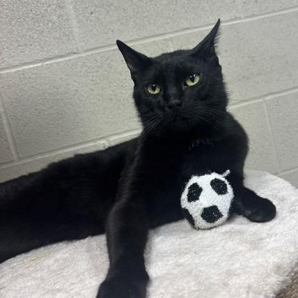 Mr. Peanut, a ADOPTABLE Domestic Short Hair in Caledon, ON image 5/6
