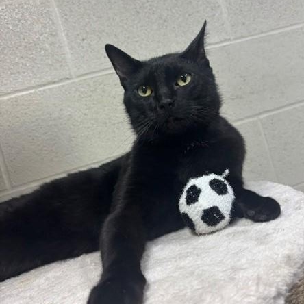 Mr. Peanut, a ADOPTABLE Domestic Short Hair in Caledon, ON image 6/6