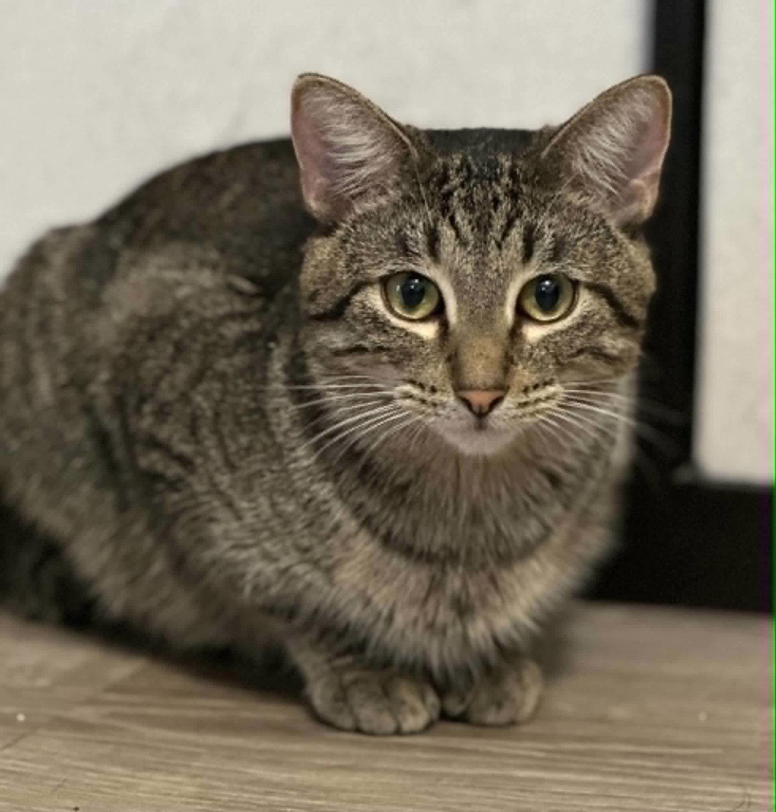Georgy, Adoptable, Young Male Tabby & Domestic Short Hair.