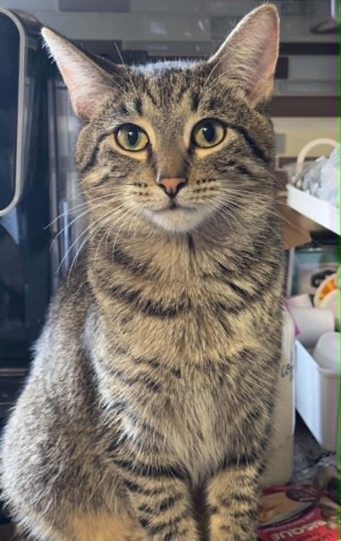 Enlarge Georgy, a Adoptable mixed breed in Mankato, MN image 2/3