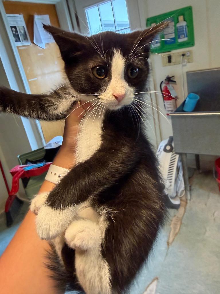 Yasmin, Adoptable, Kitten Female Domestic Short Hair.