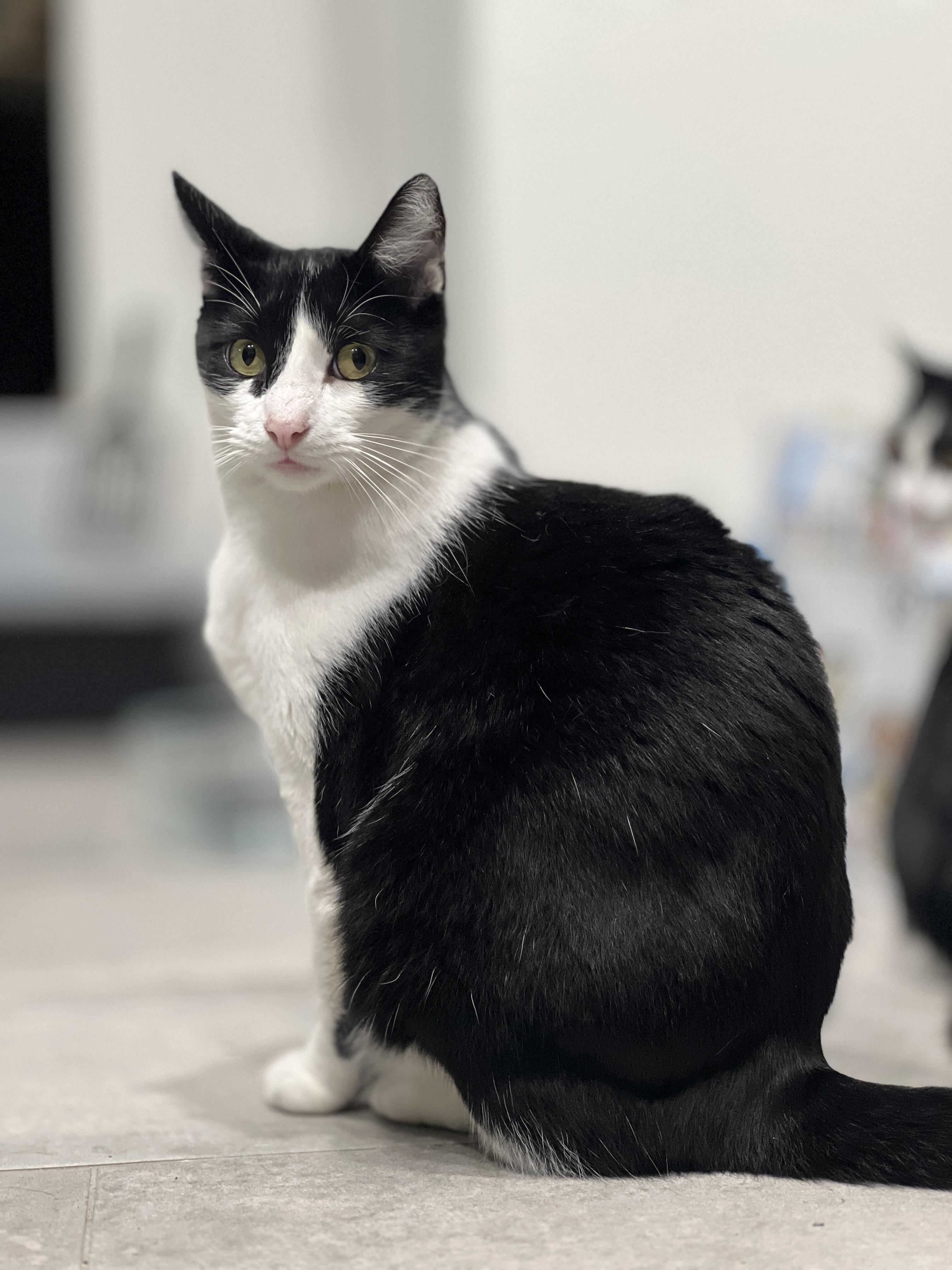 Enlarge Zorro, a Adoptable Domestic Short Hair in San Juan Capistrano, CA image 4/5