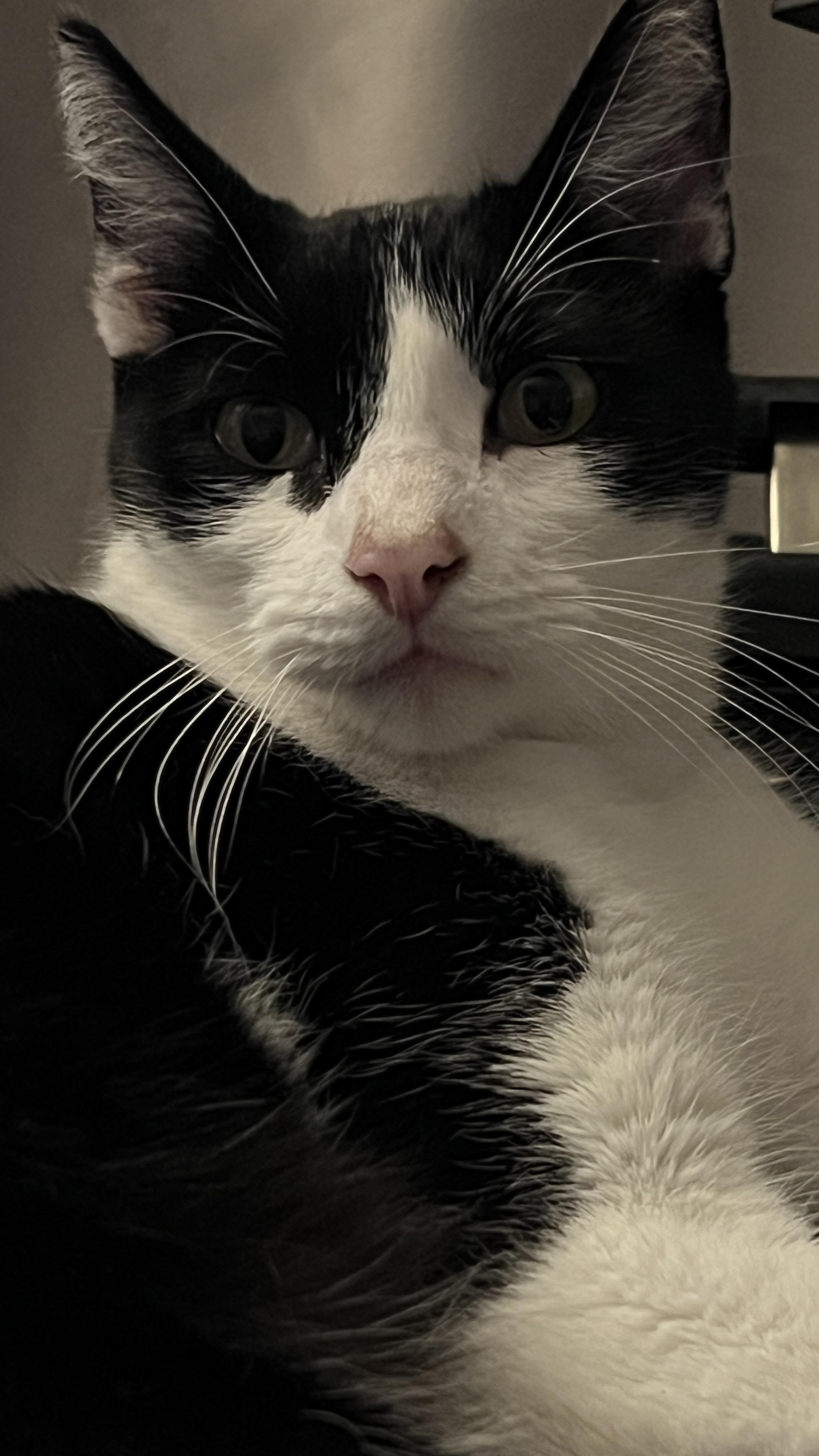 Enlarge Zorro, a Adoptable Domestic Short Hair in San Juan Capistrano, CA image 3/5