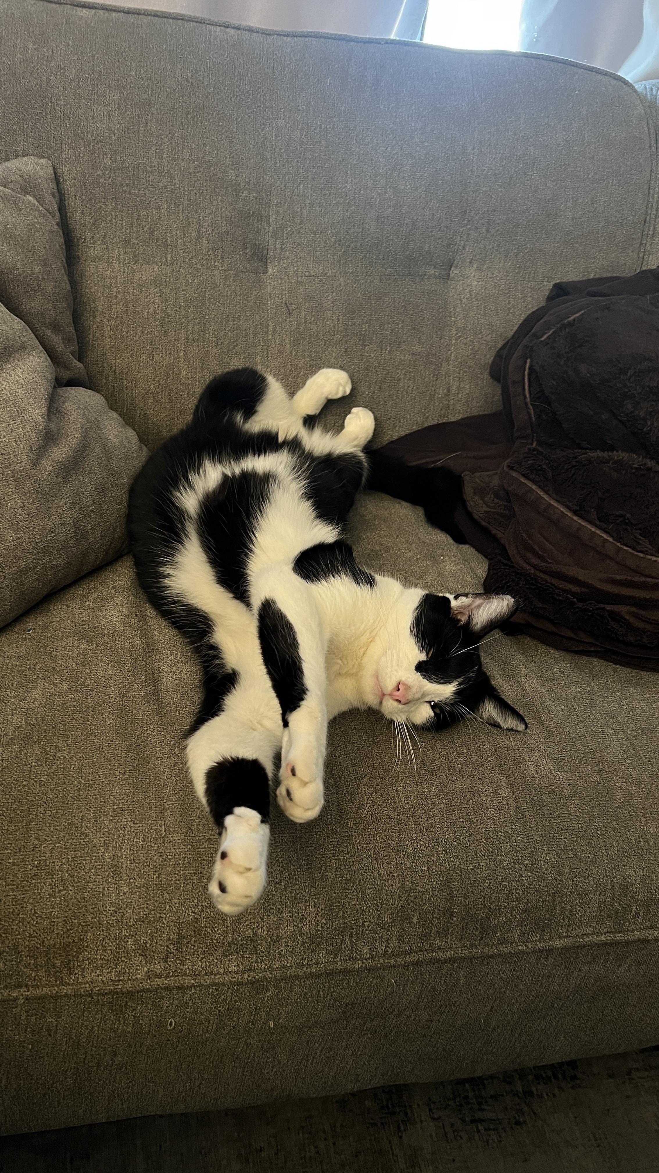Enlarge Zorro, a Adoptable Domestic Short Hair in San Juan Capistrano, CA image 2/5