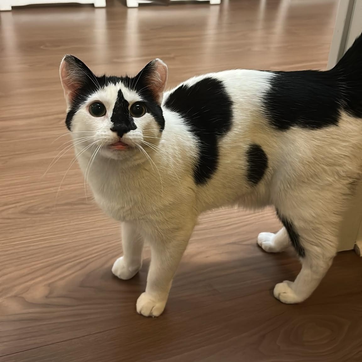 Enlarge Ollie, a Adoptable Domestic Short Hair in Pickering, ON image 2/6
