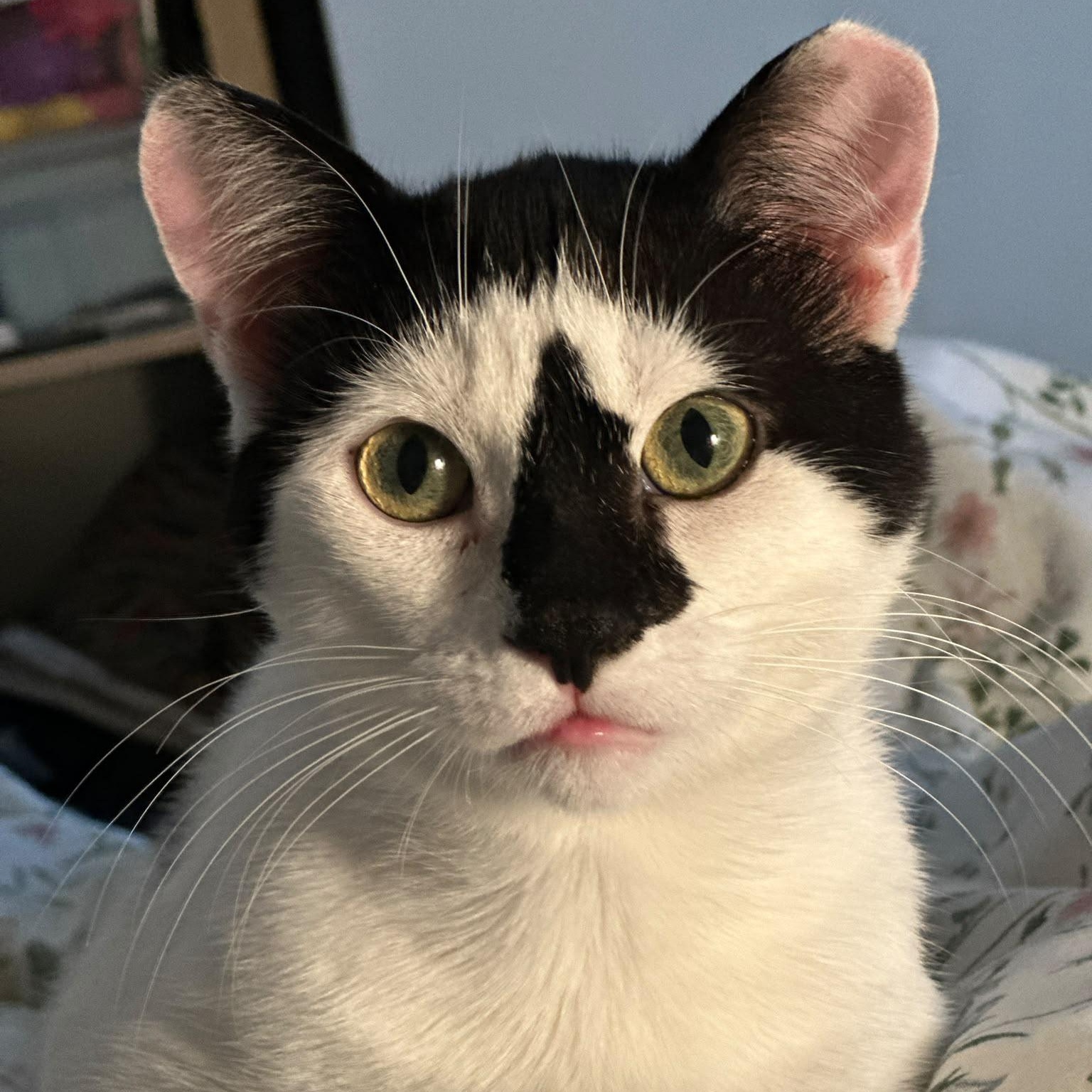 Enlarge Ollie, a Adoptable Domestic Short Hair in Pickering, ON image 1/6