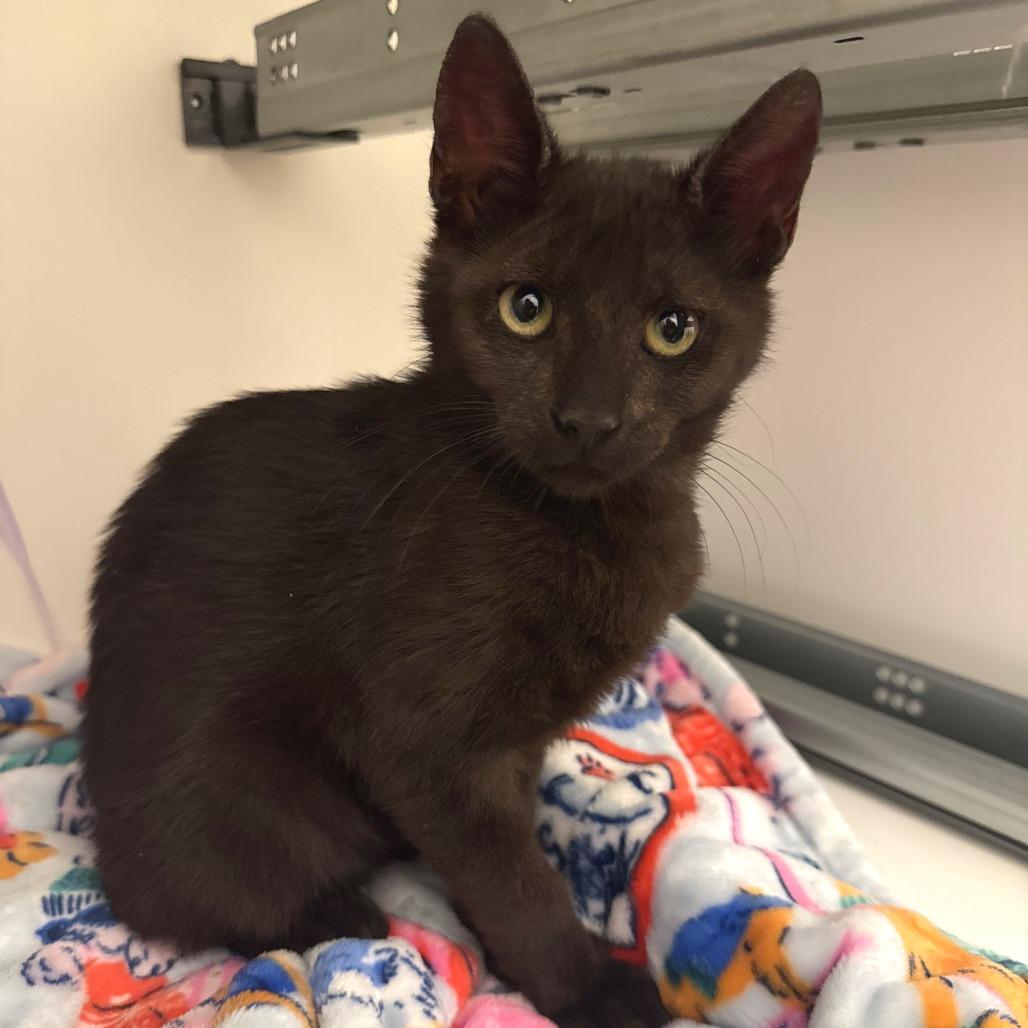 Marcel, Adoptable, Kitten Male Domestic Short Hair.