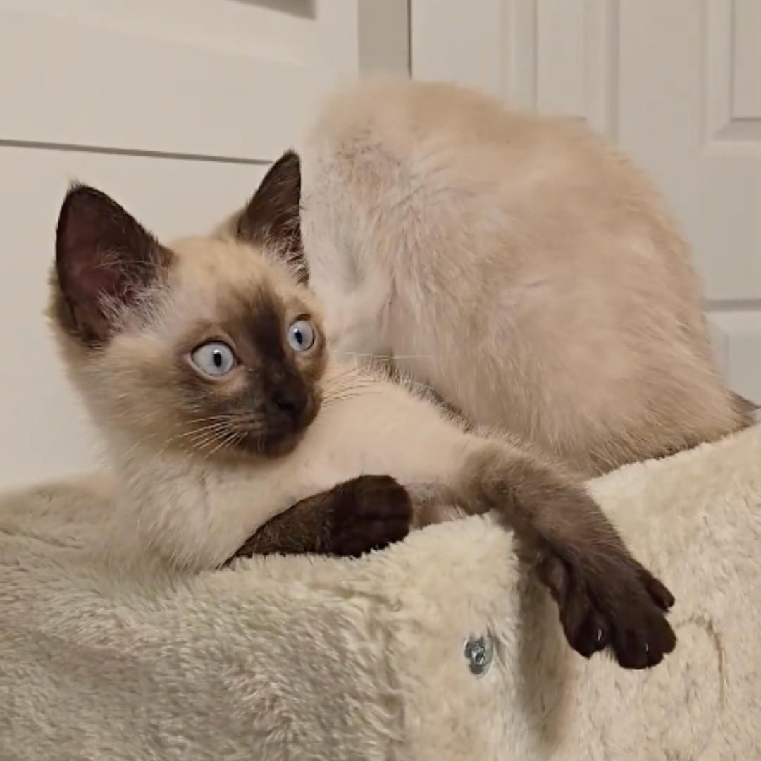 Enlarge Mocha, an adopted mixed breed in Houston, TX image 3/6