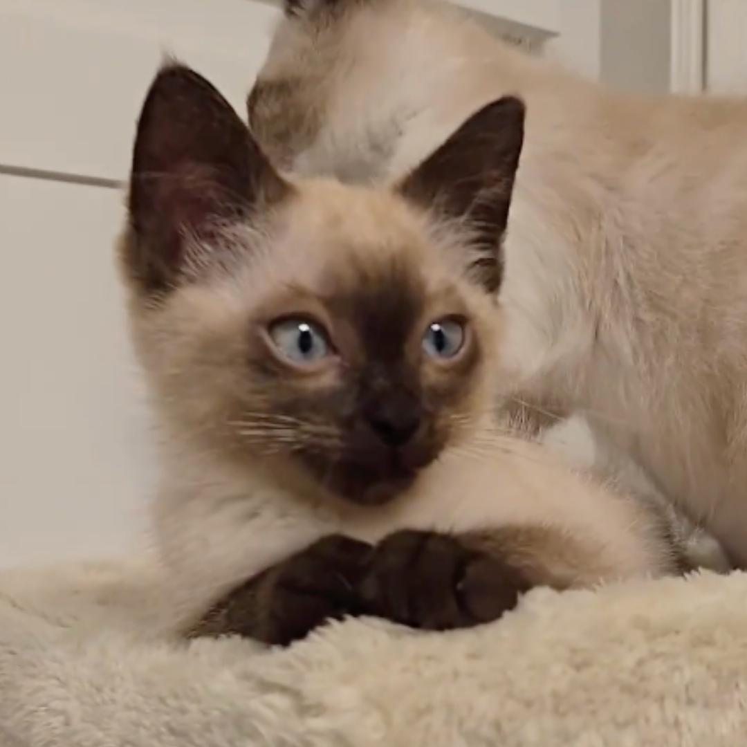 Enlarge Mocha, an adopted mixed breed in Houston, TX image 5/6