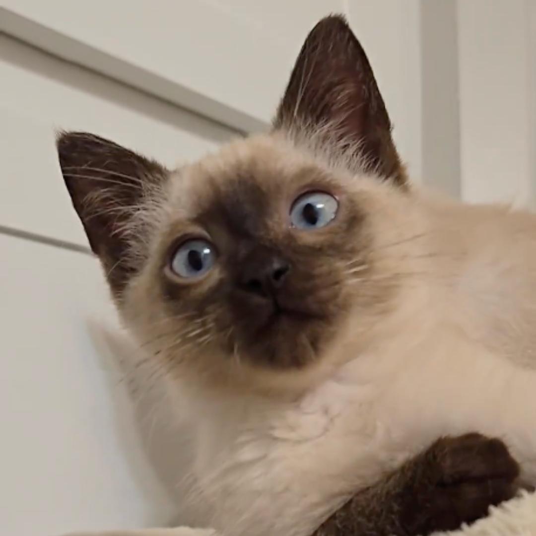 Enlarge Mocha, an adopted mixed breed in Houston, TX image 4/6