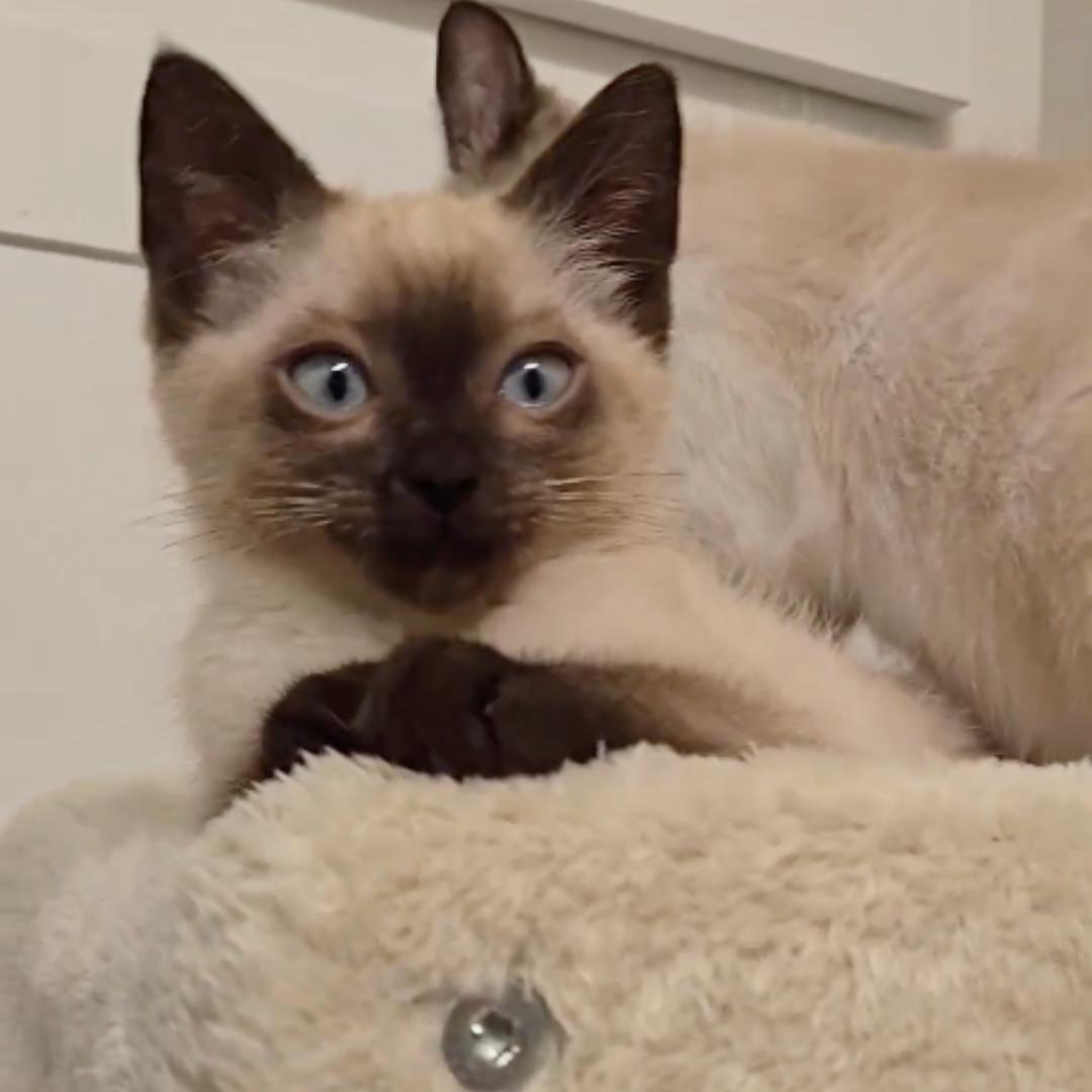 Enlarge Mocha, an adopted mixed breed in Houston, TX image 6/6