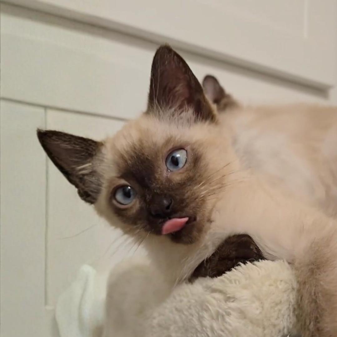 Mocha, adopted, Kitten Male Siamese & Domestic Medium Hair.