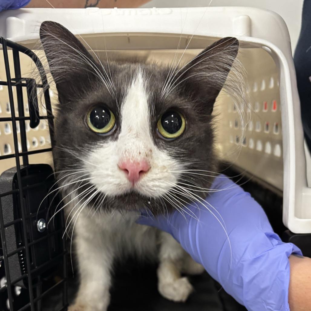 Shoyu, Adoptable, Adult Male Domestic Medium Hair.