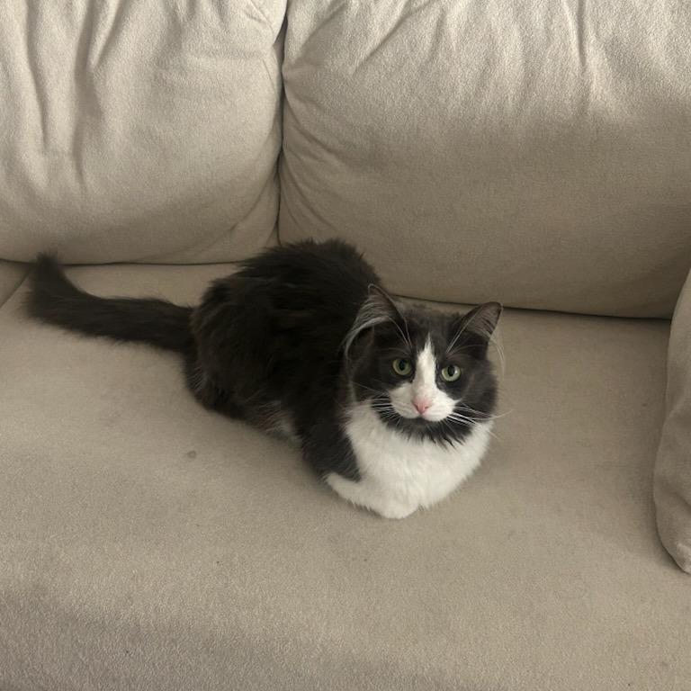 Enlarge Shoyu, a Adoptable Domestic Medium Hair in Salt Lake City, UT image 2/4