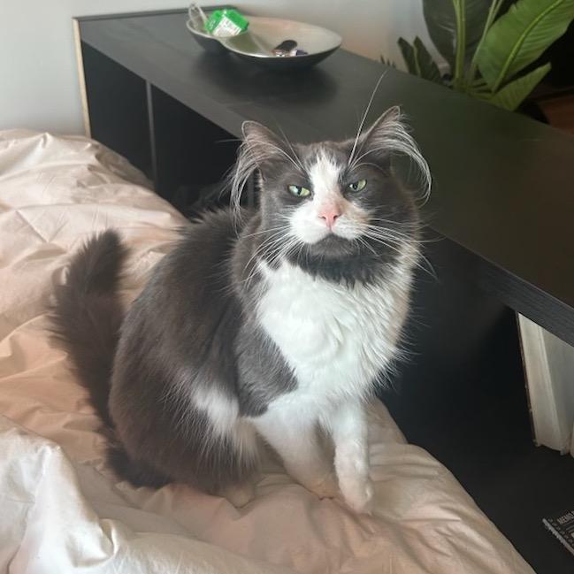 Enlarge Shoyu, a Adoptable Domestic Medium Hair in Salt Lake City, UT image 3/4