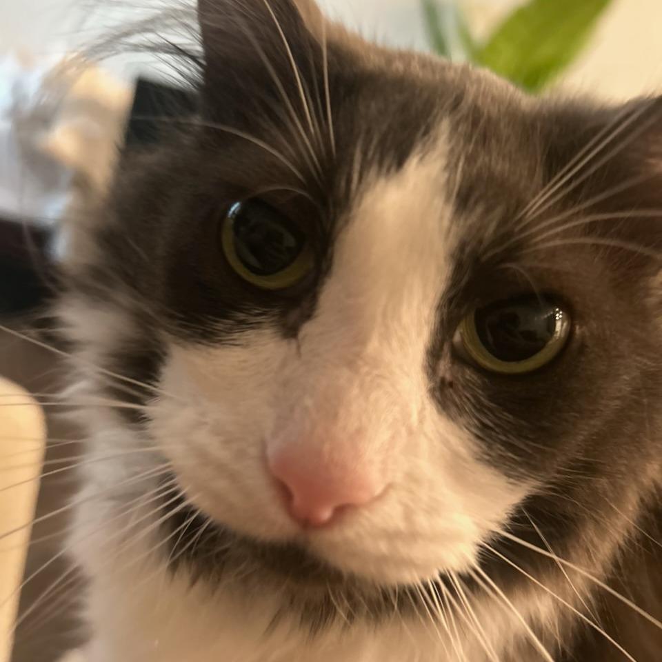 Enlarge Shoyu, a Adoptable Domestic Medium Hair in Salt Lake City, UT image 4/4