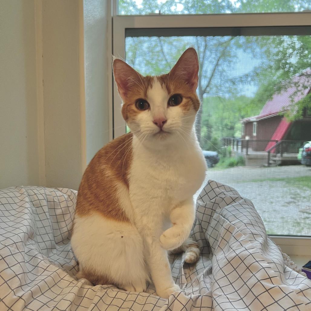 Ella, Adoptable, Adult Female Domestic Short Hair & Domestic Short Hair.