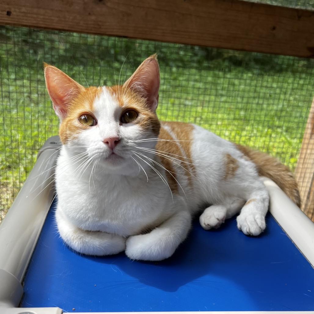 Ella, a Adoptable mixed breed in Brighton, MO image 2/6