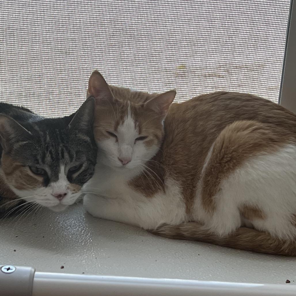 Enlarge Ella, a Adoptable mixed breed in Brighton, MO image 1/3